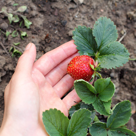 gardener inspects strawberries bush after the rain / harvest of delicious strawberryの写真素材