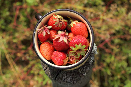 appetizing strawberries in the iron circle stands on the old pole top view / full cup of fresh strawberries villageの写真素材