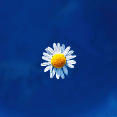 chamomile flower floating on the surface of the water top view / water daisy on a sunny dayの写真素材