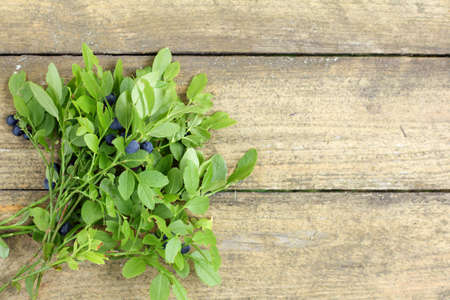 flat lay of the green twigs from the forest blueberries on a wooden bench top view / bouquet of wild berriesの写真素材