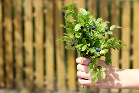 fresh bouquet of forest blueberries in hand on the background of the rural landscape / original congratulation bouquet of fresh berriesの写真素材