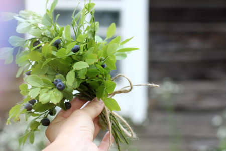 fresh bouquet of forest blueberries in a hand on a background of an old village house with a window / original surprise bouquet of fresh berriesの写真素材