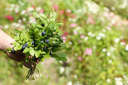 green sprigs with wild blueberries in hand on the background of natural background / bouquet of forest berriesの写真素材
