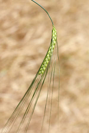 bread spikelet crouched low to the ground on a background blur field summer / imperceptible movement of natureの写真素材