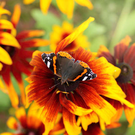 butterfly sits on a bright flower in the summer / patterned winged beautyの写真素材