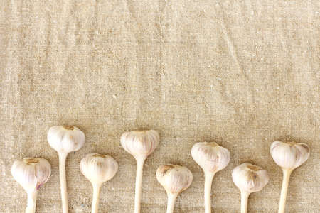 flat layout with garlic head lying on the fabric / gourmet condiment cropの写真素材