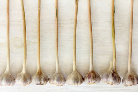 flat layout with garlic head lying in a row on a light wooden surface / workpiece delicious seasoningsの写真素材