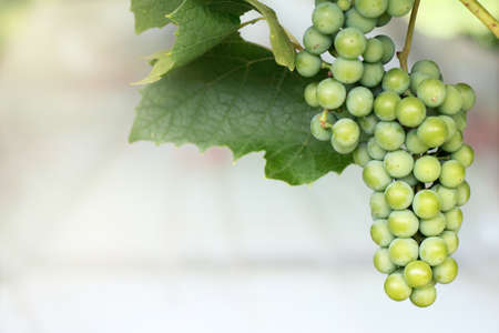 Bunch of ripening grapes hanging on the vine in the green leaves of summer / decoration for the gardenの写真素材