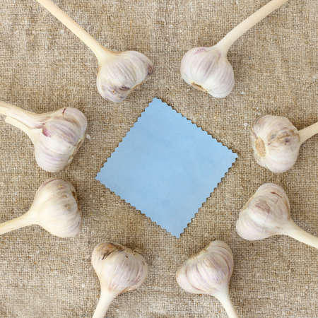 Eight heads of garlic lying around on the blue card cloth top view / deli delicious spiceの写真素材