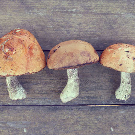 flat layout of freshly collected forest mushrooms on wooden surface top view / appetizing food supplementの写真素材