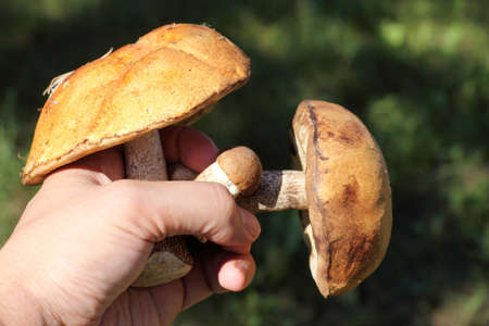 three edible forest mushrooms in a hand / good catch for gourmet mealの写真素材