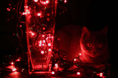 cat sitting next to a festive garland of red lights / in anticipation of holidayの写真素材