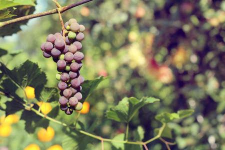 bunches of grapes ripening in the rays of the sun Autumn / harvest sweet dessertの写真素材
