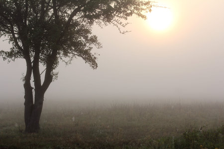 dense fog in the sunlight, cover the landscape with tree and meadow / mystical autumn sunriseの写真素材