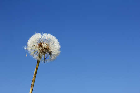 fluffy dandelion with drops of dew on a background clear sky / flower morning start upの写真素材