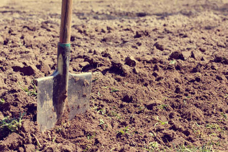 shovel stuck in the ground, dug in the background field / tools for working in the gardenの写真素材