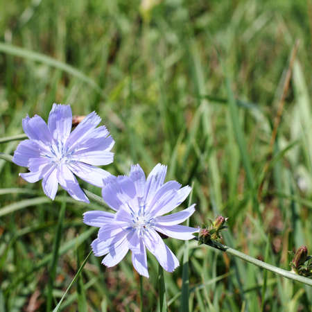 blue flowers of chicory on the background of green meadows in the summer / nice and helpfulの写真素材