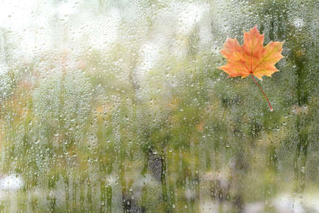 small maple leaf has stuck to the window with a wet rain / rainy autumn weather outsideの写真素材
