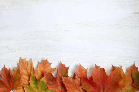 flat layout of the leaves of maple on a light wooden background view from above / when autumn comesの写真素材