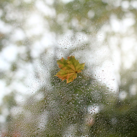 autumn season outside the window / maple leaf flying after the rain