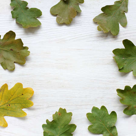 flat layout of oak leaves arranged in a circle top view / autumn ornamentの写真素材