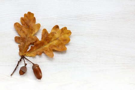 flat lay of oak leaves with acorns in hats, on light wood surface top view / concept autumn seasonの写真素材