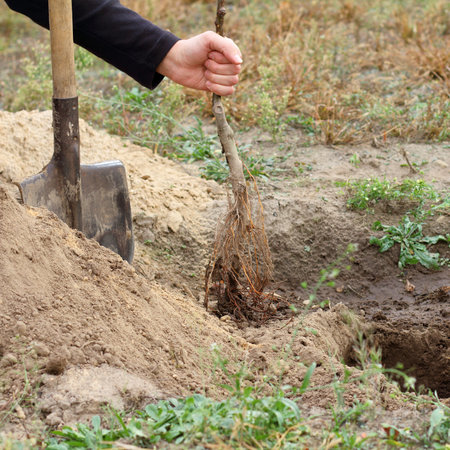 planting seedlings in the garden in autumn / gardener and a young apple tree