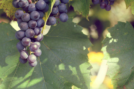 background with a bunch of ripe grapes hanging in the garden on a sunny day autumn / harvest of...
