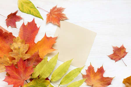 autumn leaves and blank sheet for inscriptions on a light wooden surface / background for congratulations and wishesの写真素材