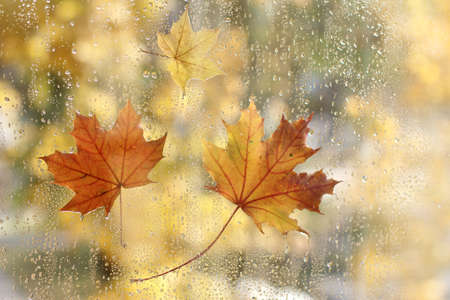 Maple leaves stuck to the window of the wet rain drops / golden autumnの写真素材