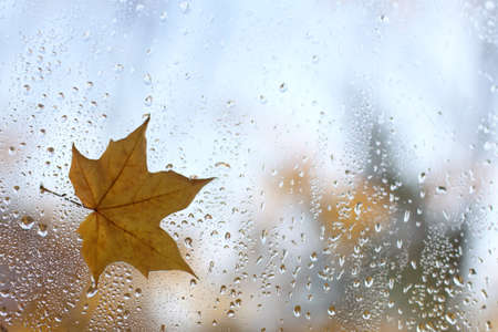maple leaf on a wet window after the rain / weather typical for autumn seasonの写真素材