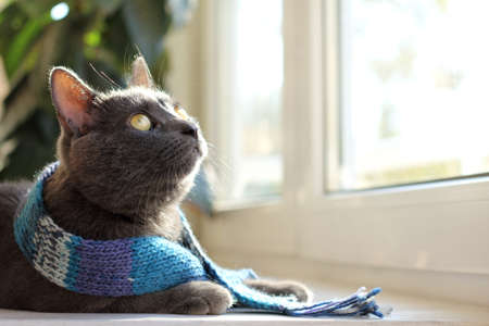 house cat in a warm woolen scarf looking through a window / cozy vacation homeの写真素材