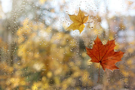 raindrops and fallen maple leaves on the window / weather characteristic autumnの写真素材