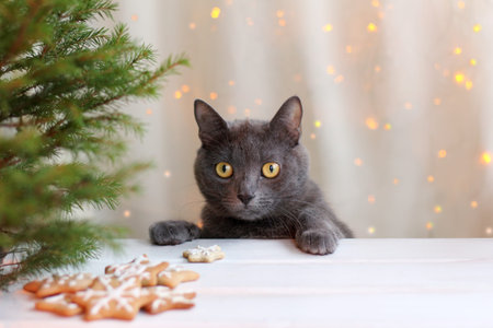 whiskered cat at a table with cookies and Christmas tree on the background of holiday lights / waiting favorite dishの写真素材