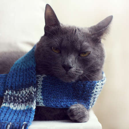 gray cat in blue wool scarf / warming clothes in the cold seasonの写真素材