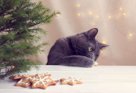 furry cat paw raking delicacy with festive table directly under the Christmas tree / New Year cookie thiefの写真素材