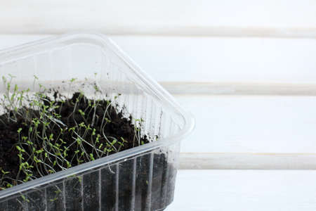lots of young green plants in the seedling tray / very promising beginning of a new lifeの写真素材