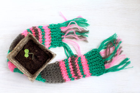 small green seedling in a pot wrapped in a scarf top view / warming technology for growth