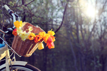 wicker bicycle basket, with tulips and Narcissus on a background of forest landscape / biking with...