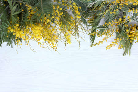 mimosa flowers laid on a light wooden table top view / spring festive backgroundの写真素材