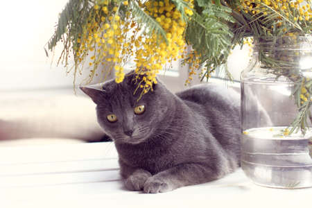
cat resting on a table under a bouquet of mimosa against the window / post-holiday relaxation in the spring time
の写真素材