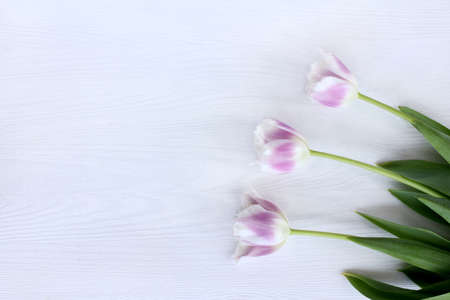 flat layout with three purple tulips on a light wooden background top view / festive bouquet of flowersの写真素材