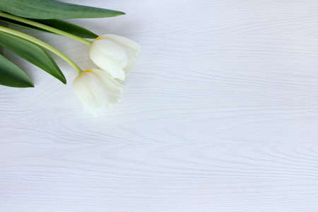 Flat layout with two white tulips on a light wooden background top view / spring flowers on a tableの写真素材