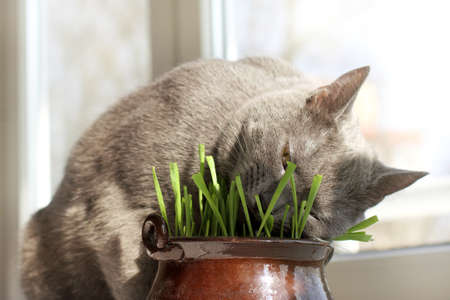 The cat sleeps in a pot with your favorite green grass on the window background / appetizing rest in the lawnの写真素材