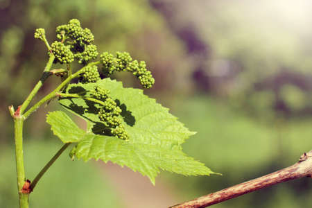 young  green growth sprout of grapes in the spring / beginning of the future harvestの写真素材