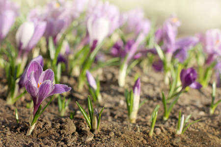 Lilac blooming crocus on a background of a flower bed on a sunny day / flowers of springの写真素材