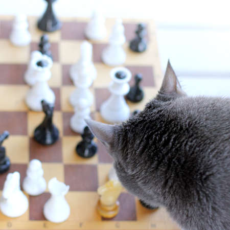 Silhouette of a cat looking at a chessboard with figures top view / gray queen starts his gameの写真素材