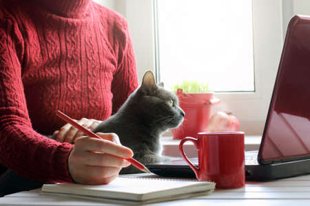 Girl in red, working at the computer with a cat / spending time together in a favorite settingの写真素材