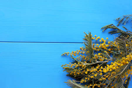 Flowering mimosa branch on a blue table, top view / festive background with flowersの写真素材