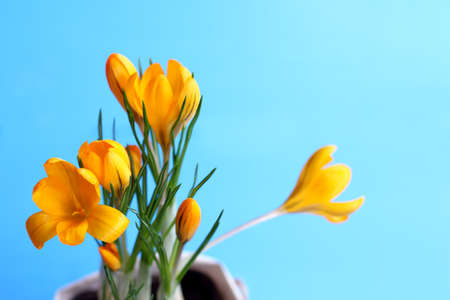 Flowering branch of yellow crocus on the background of a blue table / seedling flowers for plantingの写真素材